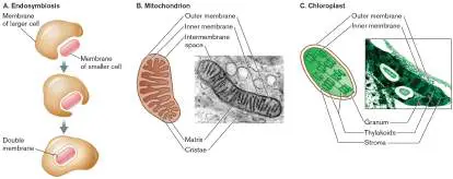 Figure from eAppendix 2, Microbiology: An Evolving Science 6e