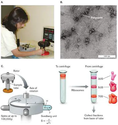 Figure from eAppendix 3, Microbiology: An Evolving Science 6e