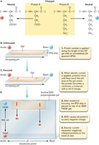 Figure from eAppendix 3, Microbiology: An Evolving Science 6e