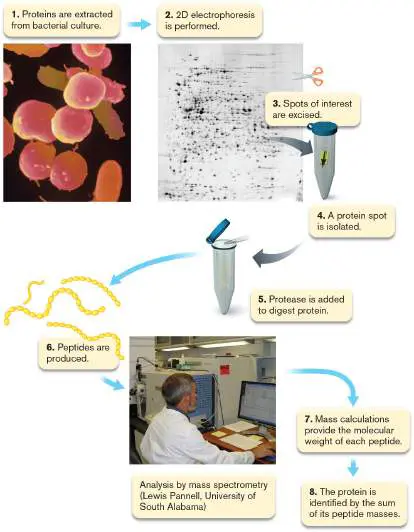Figure from eAppendix 3, Microbiology: An Evolving Science 6e