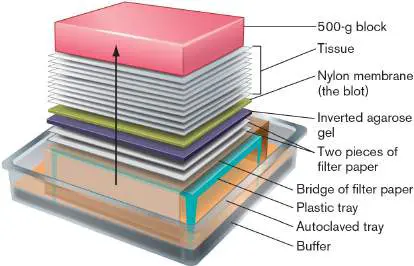 Figure from eAppendix 3, Microbiology: An Evolving Science 6e