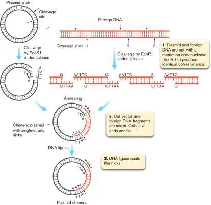 Figure from eAppendix 3, Microbiology: An Evolving Science 6e