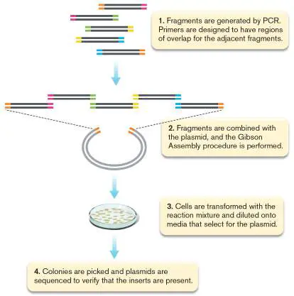 Figure from eAppendix 3, Microbiology: An Evolving Science 6e