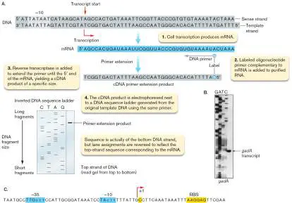 Figure from eAppendix 3, Microbiology: An Evolving Science 6e