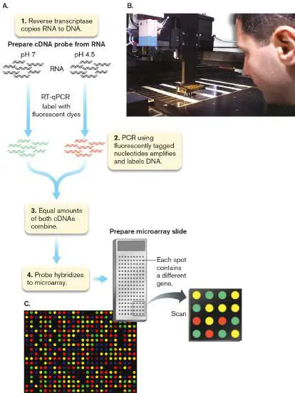 Figure from eAppendix 3, Microbiology: An Evolving Science 6e