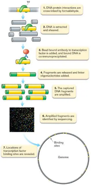Figure from eAppendix 3, Microbiology: An Evolving Science 6e