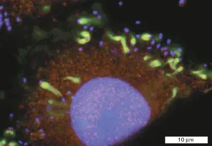 Figure from eAppendix 3, Microbiology: An Evolving Science 6e