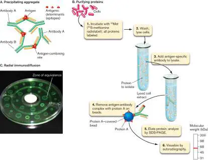 Figure from eAppendix 3, Microbiology: An Evolving Science 6e