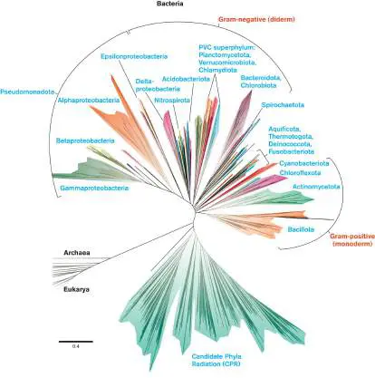 Figure from eAppendix 3, Microbiology: An Evolving Science 6e