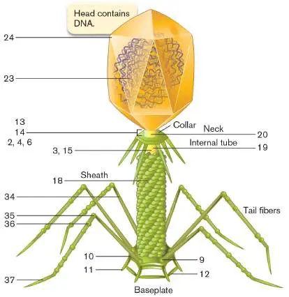 Figure from eAppendix 4, Microbiology: An Evolving Science 6e