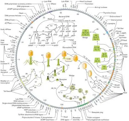 Figure from eAppendix 4, Microbiology: An Evolving Science 6e