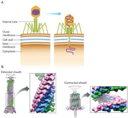 Figure from eAppendix 4, Microbiology: An Evolving Science 6e
