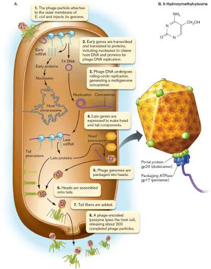 Figure from eAppendix 4, Microbiology: An Evolving Science 6e