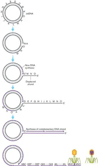Figure from eAppendix 4, Microbiology: An Evolving Science 6e