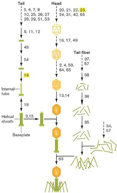 Figure from eAppendix 4, Microbiology: An Evolving Science 6e