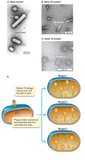 Figure from eAppendix 4, Microbiology: An Evolving Science 6e