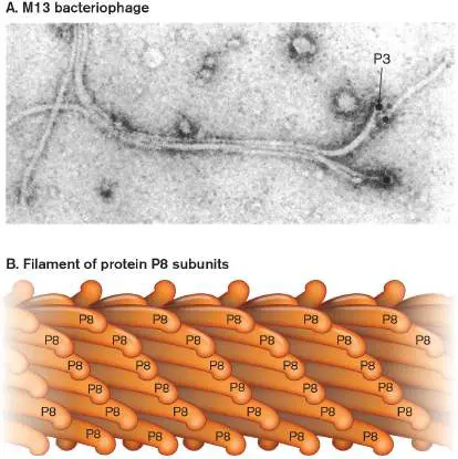 Figure from eAppendix 4, Microbiology: An Evolving Science 6e
