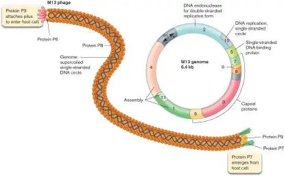 Figure from eAppendix 4, Microbiology: An Evolving Science 6e