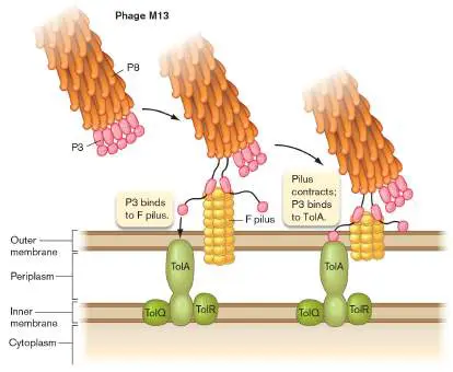 Figure from eAppendix 4, Microbiology: An Evolving Science 6e