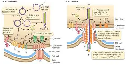 Figure from eAppendix 4, Microbiology: An Evolving Science 6e