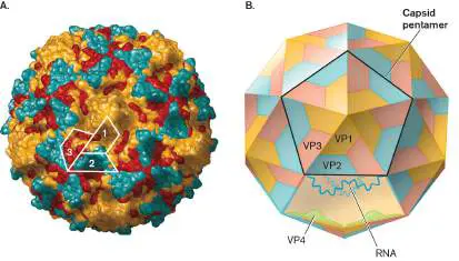 Figure from eAppendix 4, Microbiology: An Evolving Science 6e