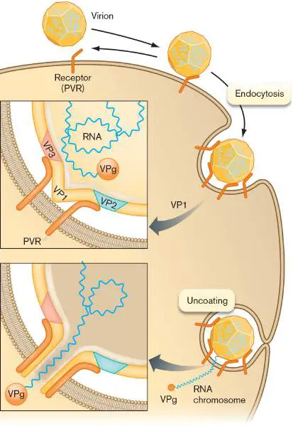 Figure from eAppendix 4, Microbiology: An Evolving Science 6e