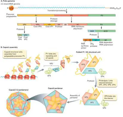 Figure from eAppendix 4, Microbiology: An Evolving Science 6e
