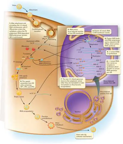 Figure from eAppendix 4, Microbiology: An Evolving Science 6e