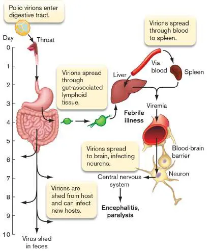 Figure from eAppendix 4, Microbiology: An Evolving Science 6e