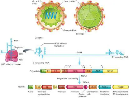 Figure from eAppendix 4, Microbiology: An Evolving Science 6e