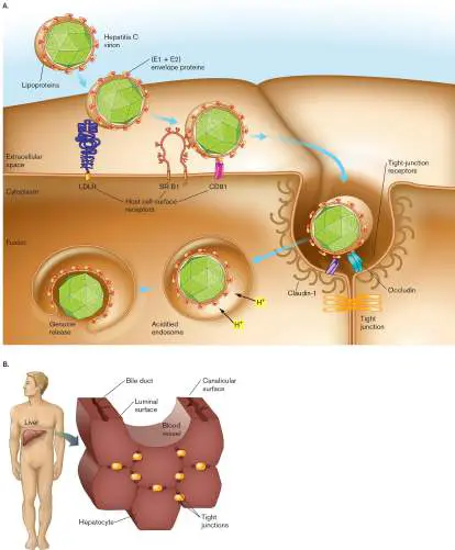 Figure from eAppendix 4, Microbiology: An Evolving Science 6e