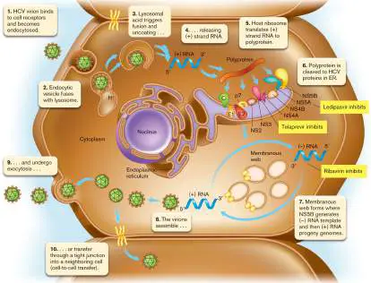 Figure from eAppendix 4, Microbiology: An Evolving Science 6e
