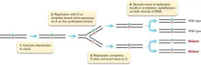 Figure from Answers to Thought Questions, Microbiology: An Evolving Science 6e