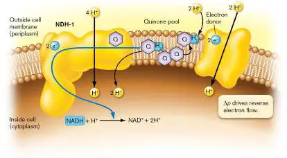 Figure from Answers to Thought Questions, Microbiology: An Evolving Science 6e