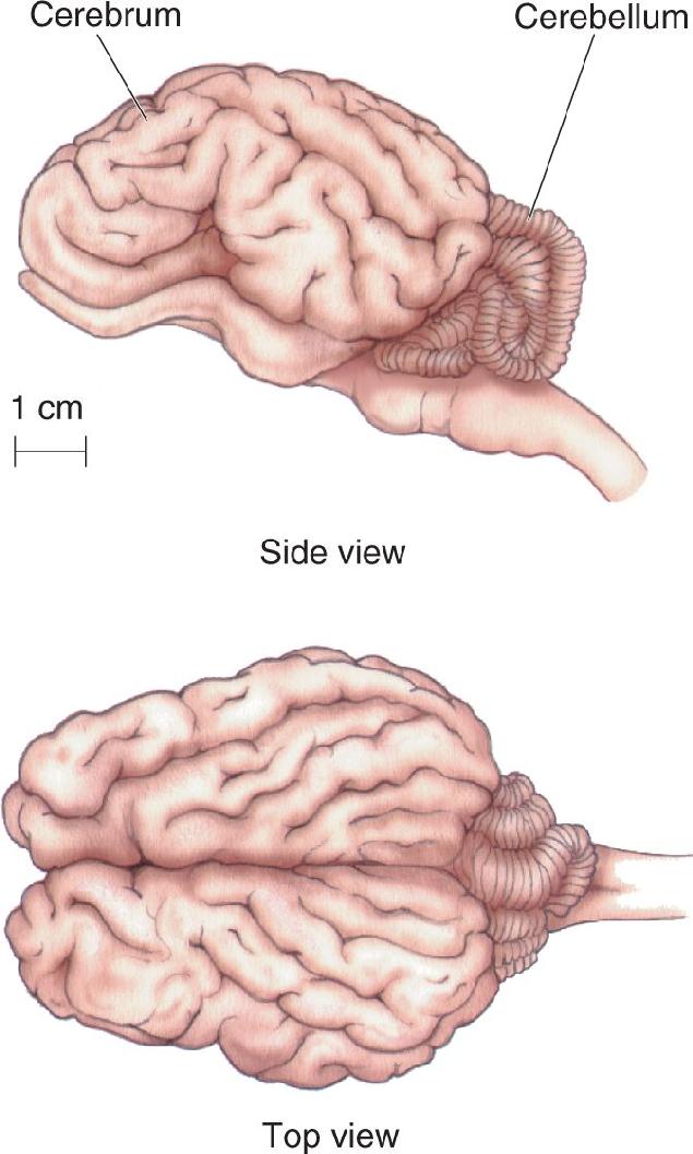 Ch 1 fig (p. 0)