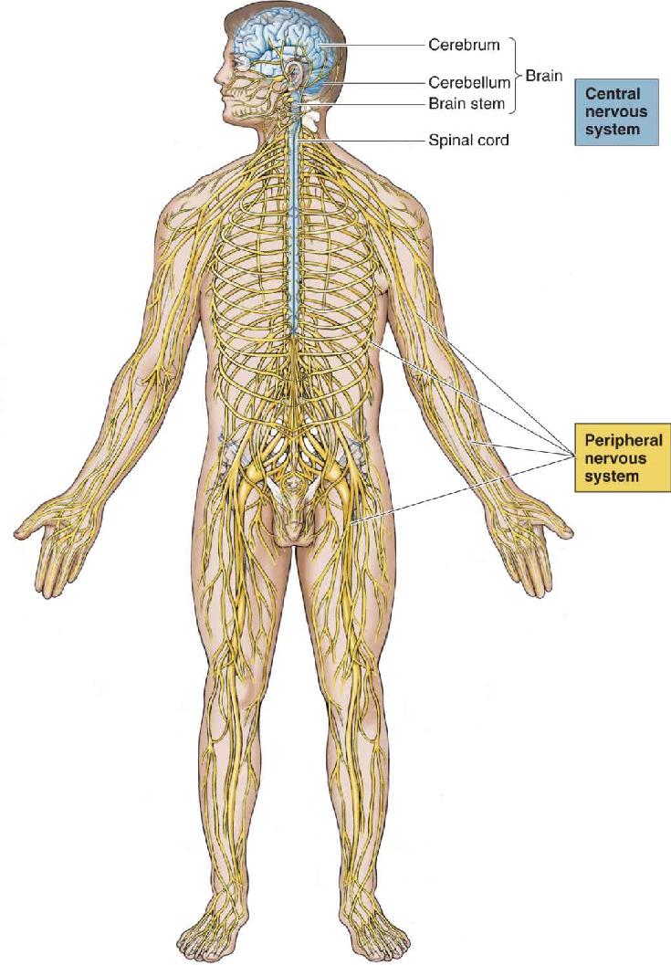 Ch 1 fig (p. 0)
