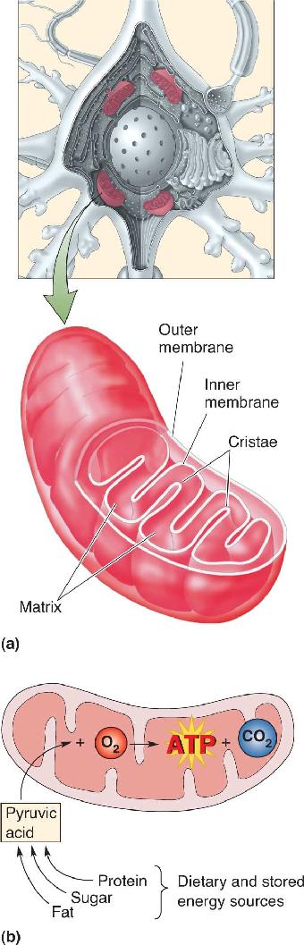 Ch 2 fig (p. 0)