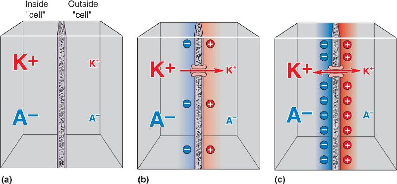 Ch 3 fig (p. 0)