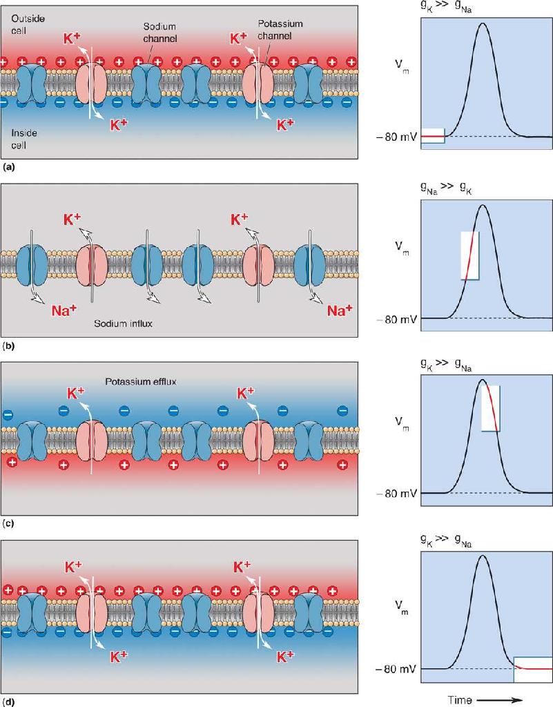 Ch 4 fig (p. 0)