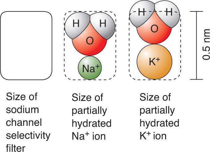 Ch 4 fig (p. 0)