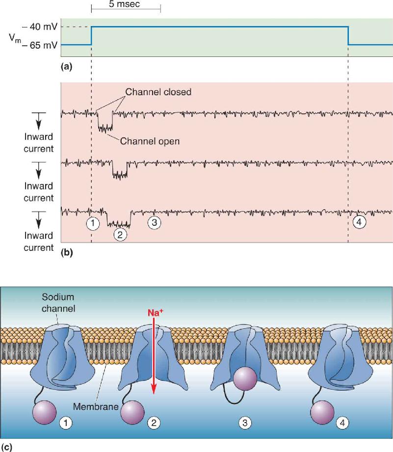 Ch 4 fig (p. 0)