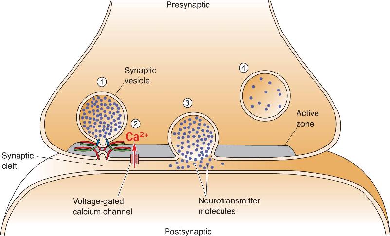 Ch 5 fig (p. 0)