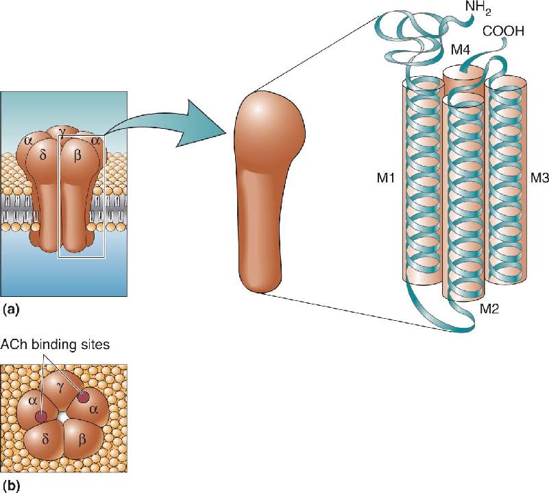 Ch 6 fig (p. 0)