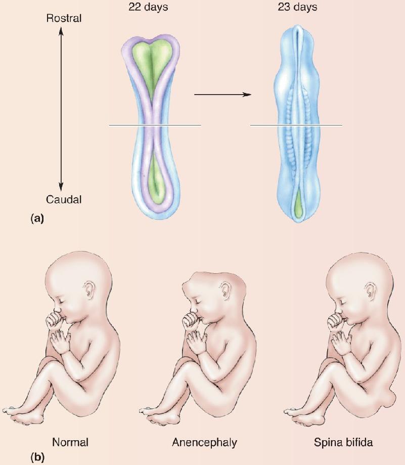 Ch 7 figure