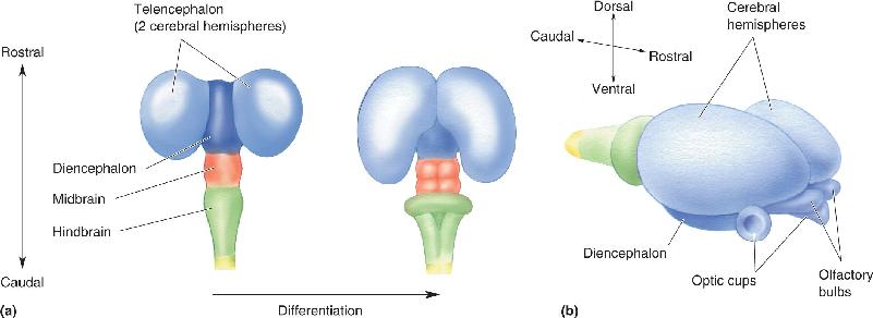 Ch 7 fig (p. 0)