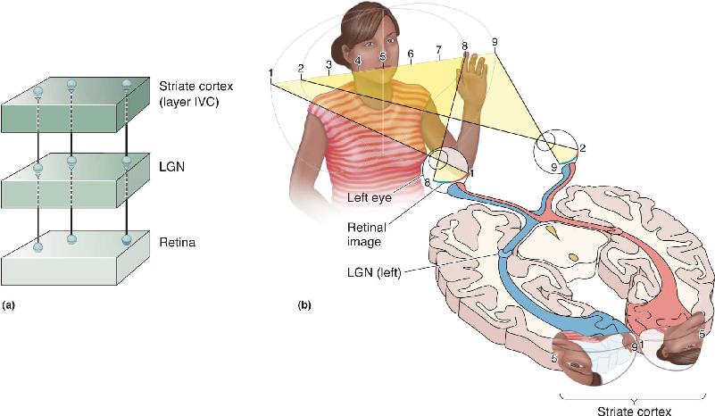 Ch 10 fig (p. 0)