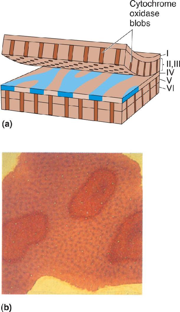 Ch 10 fig (p. 0)