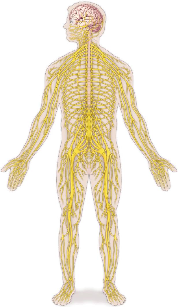 Ch 12 fig (p. 0)