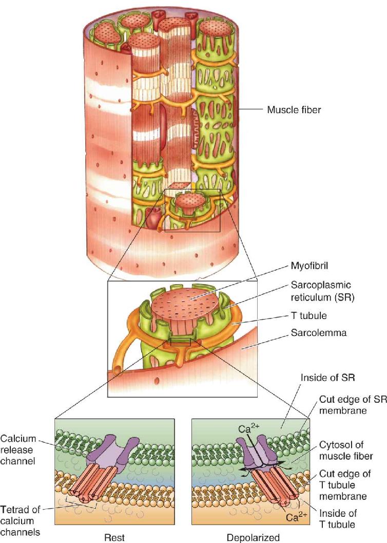 Ch 13 fig (p. 0)