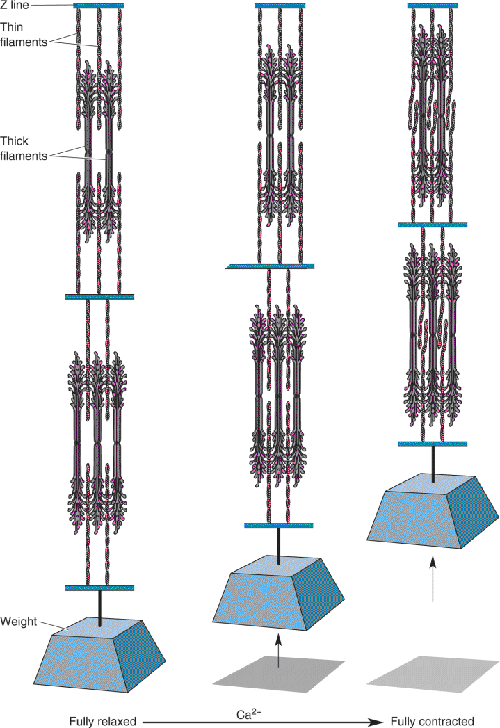 Ch 13 fig (p. 0)